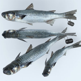 现代鲻鱼3d模型