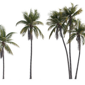 现代椰子树3d模型