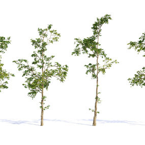 现代梧桐树3d模型