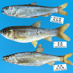 现代马口鱼草鱼白条鱼3d模型