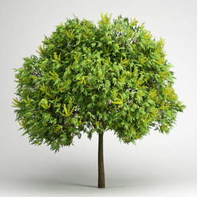 现代户外景观树3d模型