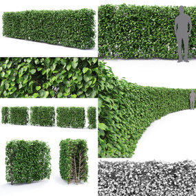 现代绿篱灌木3d模型