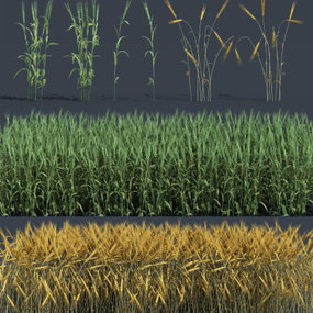现代植物小麦3d模型