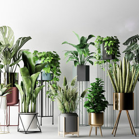 现代室内绿植盆栽3d模型