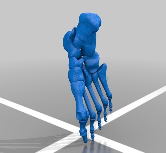 人体足部和下肢3d打印模型