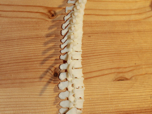 人体胸腰椎模型 by jackey不是chen 3D打印模型
