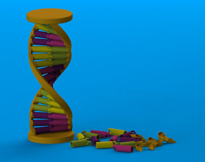 DNA教学模型 by shopnc1 3D打印模型