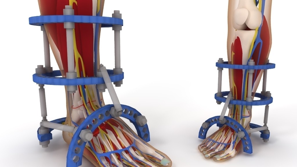 人体足部&下肢解剖学模型 by jackey不是chen 3D打印模型