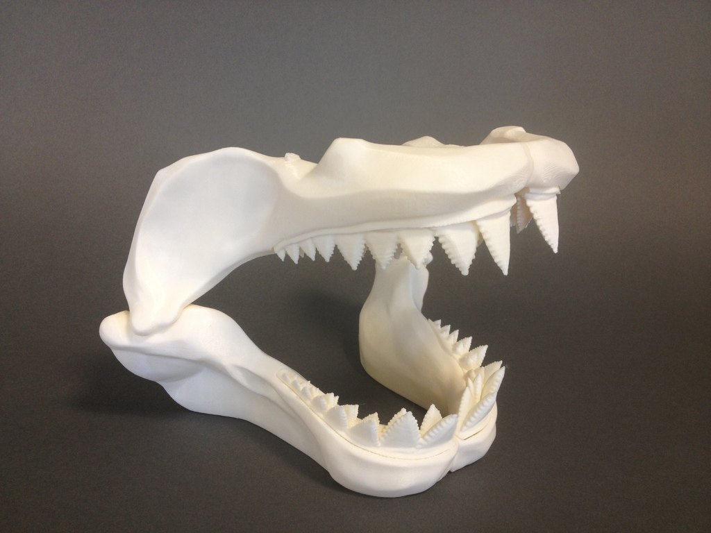 恐龙牙骨模型 by 双喷头 3D打印模型