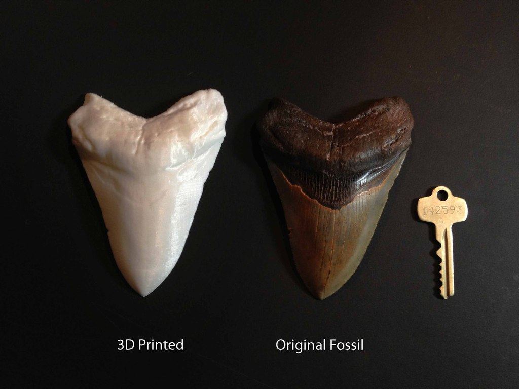 史前大白鲨的牙模 by GeeKee 3D打印模型