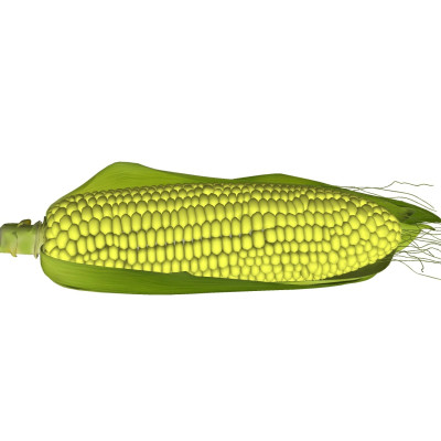 现代玉米su模型