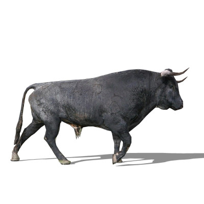 现代牛su模型