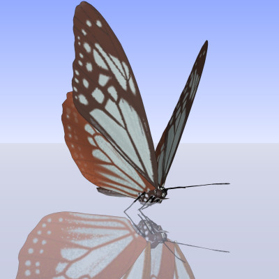 现代蝴蝶su模型