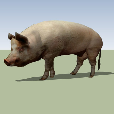 现代猪模型su模型