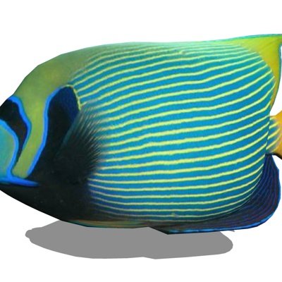 现代海水神仙鱼su模型