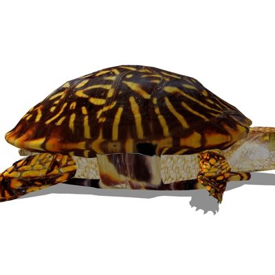现代海龟su模型